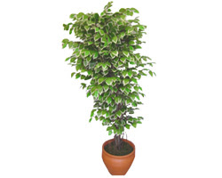 Ficus zel Starlight 1,75 cm   Bingl Glm iek cicek , cicekci 