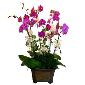  Bingl Glm iek cicek , cicekci  4 adet orkide iegi
