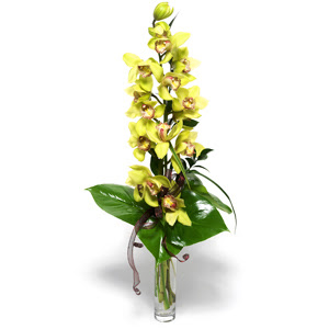  Bingl Glm iek iek yolla  1 dal orkide iegi - cam vazo ierisinde -