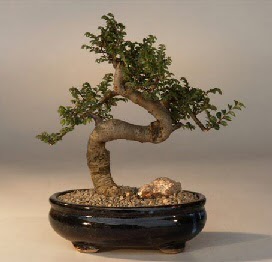 ithal bonsai saksi iegi  Bingl Glm iek 14 ubat sevgililer gn iek 