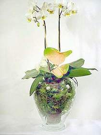  Bingl Glm iek iek sat  Cam yada mika vazoda zel orkideler