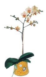  Bingl Glm iek online iek gnderme sipari  Phalaenopsis Orkide ithal kalite