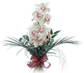 Bingl Glm iek iek siparii sitesi  Dal orkide ithal iyi kalite