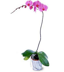  Bingl Glm iek cicekciler , cicek siparisi  Orkide ithal kaliteli orkide 
