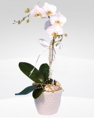 1 dallı orkide saksı çiçeği  Bingöl Gölüm Çiçek online çiçekçi , çiçek siparişi 