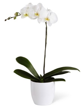 1 dall beyaz orkide  Bingl Glm iek 14 ubat sevgililer gn iek 