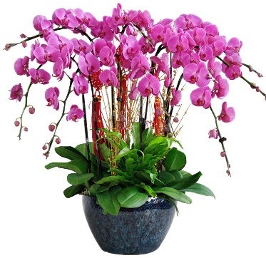 9 dallı mor orkide  Bingöl Gölüm Çiçek 14 şubat sevgililer günü çiçek 