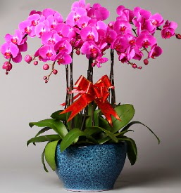7 dall mor orkide  Bingl Glm iek iek online iek siparii 