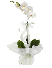 1 dal beyaz orkide iei  Bingl Glm iek iek siparii vermek 