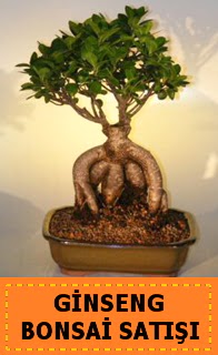 Ginseng bonsai sat japon aac  Bingl Glm iek cicek , cicekci 