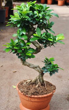 Orta boy bonsai saks bitkisi  Bingl Glm iek internetten iek siparii 