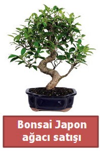 Japon aac bonsai sat  Bingl Glm iek iek siparii sitesi 
