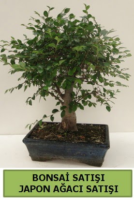 Minyatr bonsai japon aac sat  Bingl Glm iek iek gnderme sitemiz gvenlidir 