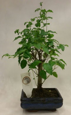 Minyatr bonsai japon aac sat  Bingl Glm iek ieki telefonlar 