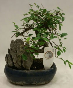 thal 1.ci kalite bonsai japon aac  Bingl Glm iek iek sat 