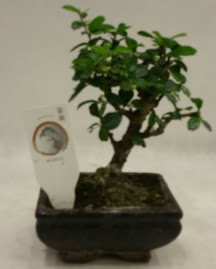 Kk minyatr bonsai japon aac  Bingl Glm iek iek gnderme 