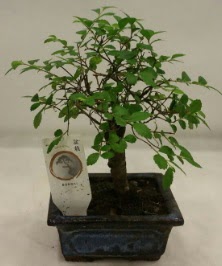 Minyatr ithal japon aac bonsai bitkisi  Bingl Glm iek iek sat 