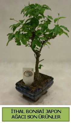 thal bonsai japon aac bitkisi  Bingl Glm iek hediye sevgilime hediye iek 