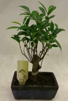 Japon aac bonsai bitkisi sat  Bingl Glm iek ieki telefonlar 