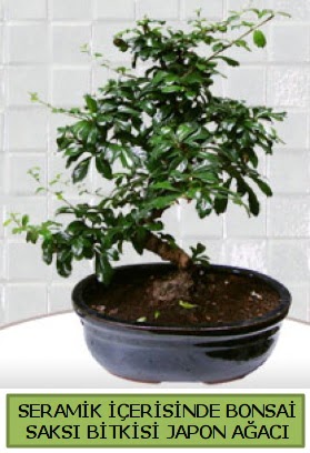 Seramik vazoda bonsai japon aac bitkisi  Bingl Glm iek iek siparii sitesi 