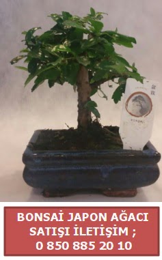 Japon aac minyar bonsai sat  Bingl Glm iek iek sat 