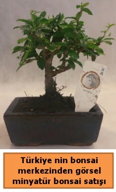 Japon aac bonsai sat ithal grsel  Bingl Glm iek iek yolla 
