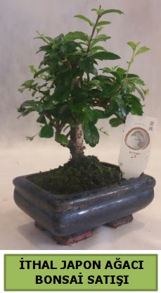 thal japon aac bonsai bitkisi sat  Bingl Glm iek ieki telefonlar 