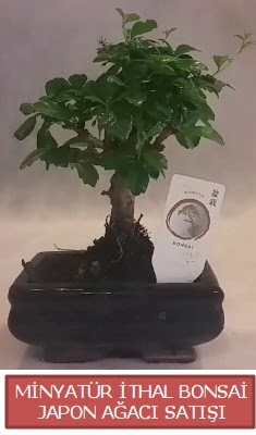 Kk grsel bonsai japon aac bitkisi  Bingl Glm iek iek , ieki , iekilik 