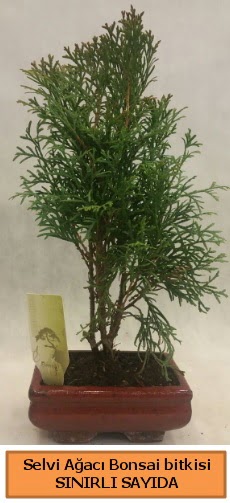 Selvi aac bonsai japon aac bitkisi  Bingl Glm iek iek sat 