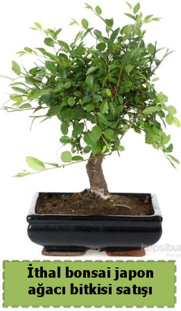 thal bonsai saks iei Japon aac sat  Bingl Glm iek nternetten iek siparii 