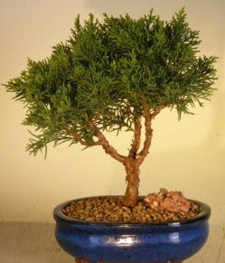 Servi am bonsai japon aac bitkisi  Bingl Glm iek iek yolla 