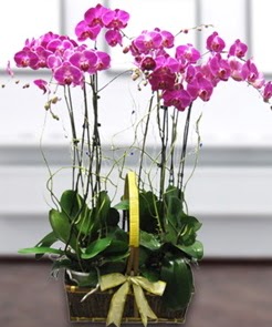 7 dall mor lila orkide  Bingl Glm iek iek gnderme sitemiz gvenlidir 
