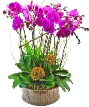 Ahap ktkte lila mor orkide 8 li  Bingl Glm iek internetten iek sat 