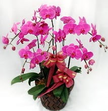 Sepet ierisinde 5 dall lila orkide  Bingl Glm iek ucuz iek gnder 
