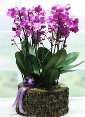Ktk ierisinde 6 dall mor orkide  Bingl Glm iek ucuz iek gnder 
