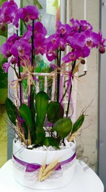 Seramik vazoda 4 dall mor lila orkide  Bingl Glm iek online iek gnderme sipari 