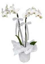 2 dall beyaz orkide  Bingl Glm iek gvenli kaliteli hzl iek 
