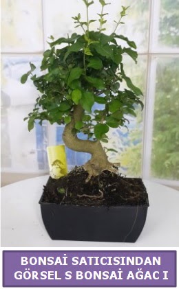 S dal erilii bonsai japon aac  Bingl Glm iek iek sat 