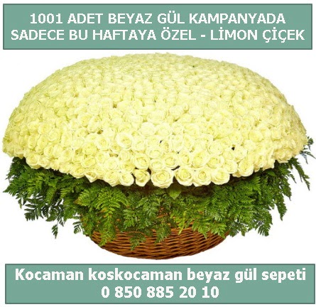1001 adet beyaz gül sepeti özel kampanyada  Bingöl Gölüm Çiçek çiçek gönderme sitemiz güvenlidir 