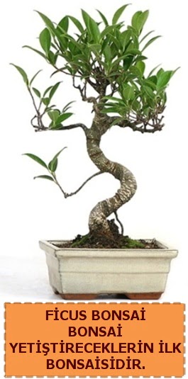 Ficus bonsai 15 ile 25 cm arasndadr  Bingl Glm iek iek yolla 