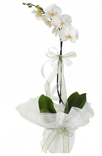 Tekli Beyaz Orkide  Bingl Glm iek hediye iek yolla 