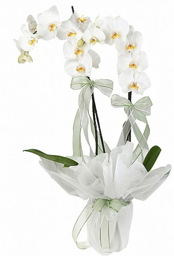 ift Dall Beyaz Orkide  Bingl Glm iek anneler gn iek yolla 