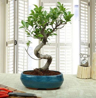 Amazing Bonsai Ficus S thal  Bingl Glm iek internetten iek siparii 