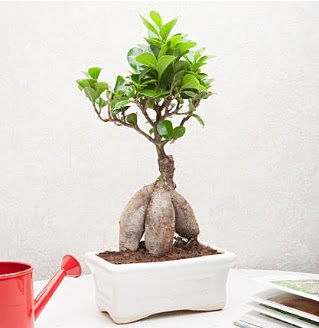 Exotic Ficus Bonsai ginseng  Bingl Glm iek iek servisi , ieki adresleri 