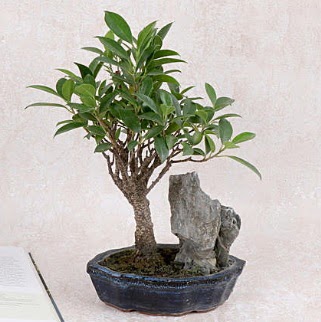 Japon aac Evergreen Ficus Bonsai  Bingl Glm iek iek gnderme sitemiz gvenlidir 