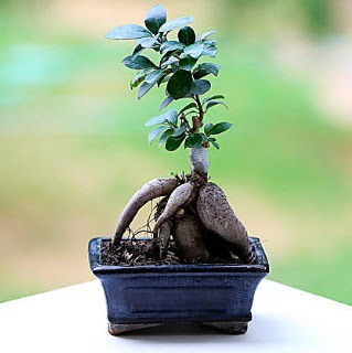 Marvellous Ficus Microcarpa ginseng bonsai  Bingl Glm iek iek siparii vermek 