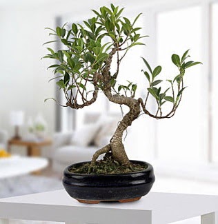 Gorgeous Ficus S shaped japon bonsai  Bingl Glm iek yurtii ve yurtd iek siparii 