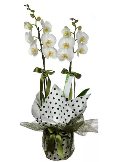 ift Dall Beyaz Orkide  Bingl Glm iek 14 ubat sevgililer gn iek 