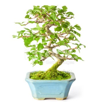 S zerkova bonsai ksa sreliine  Bingl Glm iek nternetten iek siparii 