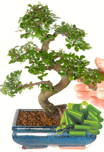 Yaklak 25 cm boyutlarnda S bonsai  Bingl Glm iek iek siparii sitesi 